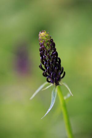 Dark Rampion or Phyteuma ovatum or Black Rampion plant with dark to blackish-violet flower shaped like ball of sharp spikesの写真素材