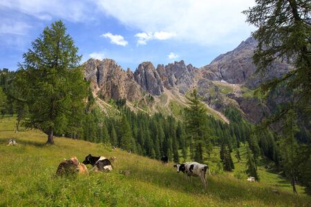 Cows at Latemar mountain in the Dolomitesの写真素材