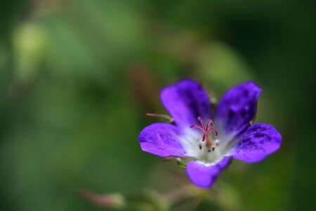 Wood cranesbill, geranium, Geranium sylvaticum in close up.の写真素材