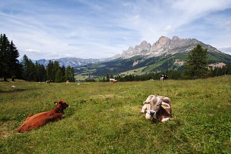 View of cows at Catinaccio (Rosengarten) massif from the Latemar mountain. Dolomites,の写真素材