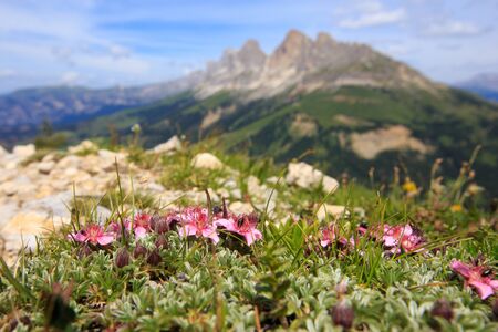 View of Catinaccio (Rosengarten) massif from the Latemar mountain. Dolomites,の写真素材