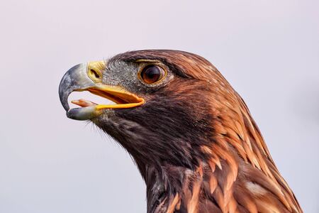 Eagle looking fierce. A magnificent golden eagleの写真素材