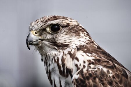 Peregrine falcon portrait close upの写真素材