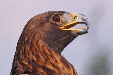 Eagle looking fierce. A magnificent golden eagleの写真素材