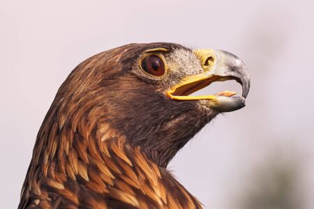 Eagle looking fierce. A magnificent golden eagleの写真素材