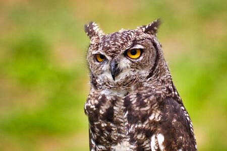 Great Horned Owl, Bubo Virginianus Subarcticus,の写真素材