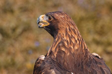 Eagle looking fierce. A magnificent golden eagleの写真素材