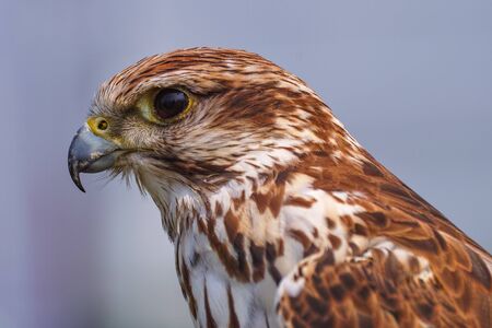 Peregrine falcon portrait close upの写真素材