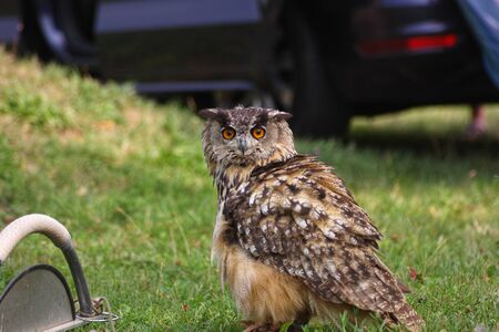 Great Horned Owl, Bubo Virginianus Subarcticus,の写真素材