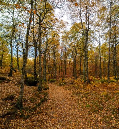 Empty road in colorful autumn forestの写真素材