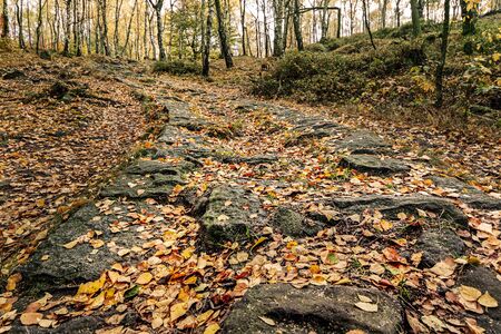 autumn way in the woodsの写真素材
