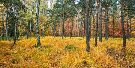 Empty road in colorful autumn forestの写真素材