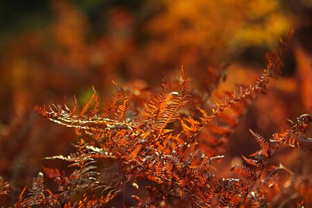 Bloody Red Fern. Natural textures and patterns of the most ancient fern plants on the planet Earth. Age - 415 million years. Background and visual material for modern natural design. Macro photoの写真素材