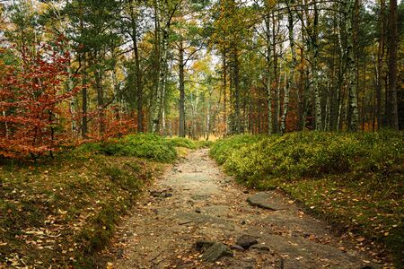 Empty road in colorful autumn forest with leavesの写真素材