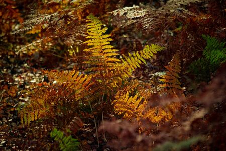 Bloody Red Fern. Natural textures and patterns of the most ancient fern plants on the planet Earth. Age - 415 million years. Background and visual material for modern natural design. Macro photoの写真素材