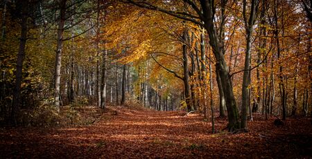 Empty road in colorful autumn forestの写真素材
