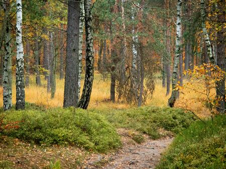Empty road in colorful autumn forestの写真素材