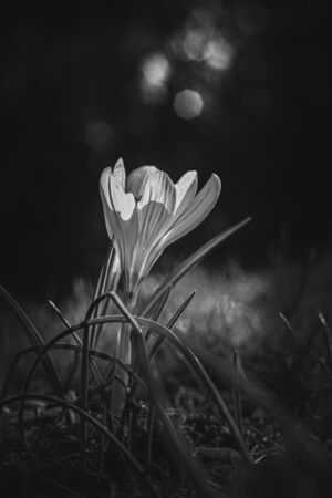 Crokus very early in spring.の写真素材