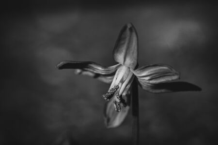 Scilla bifolia, alpine squill, two leaf squillの写真素材