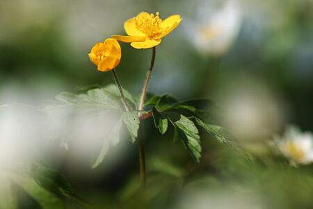 Close up of a right yellow anemone ranunculoides (yellow anemone, yellow wood anemone, buttercup anemone)の写真素材