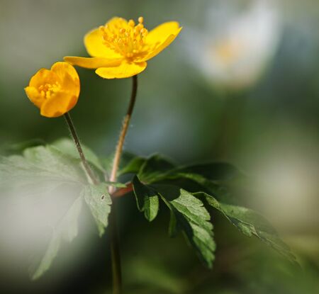 Close up of a right yellow anemone ranunculoides (yellow anemone, yellow wood anemone, buttercup anemone)の写真素材