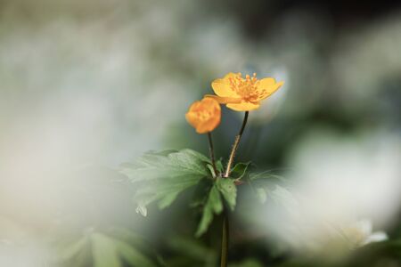 Close up of a right yellow anemone ranunculoides (yellow anemone, yellow wood anemone, buttercup anemone)の写真素材