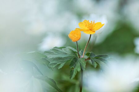 Close up of a right yellow anemone ranunculoides (yellow anemone, yellow wood anemone, buttercup anemone)の写真素材