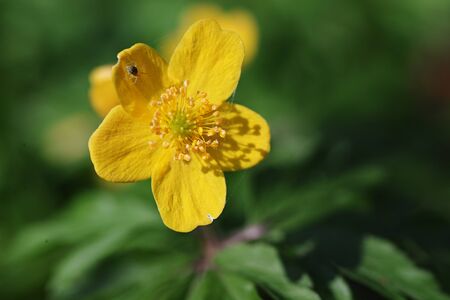 Close up of a right yellow anemone ranunculoides (yellow anemone, yellow wood anemone, buttercup anemone)の写真素材