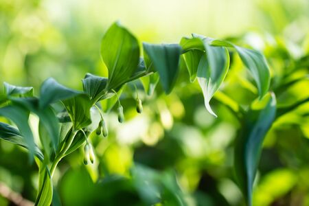 Polygonatum multiflorum fresh green spring flowersの写真素材