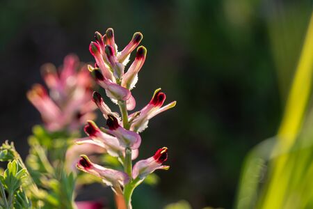 Fumaria officinalis (common fumitory, drug fumitory or earth smoke)の写真素材