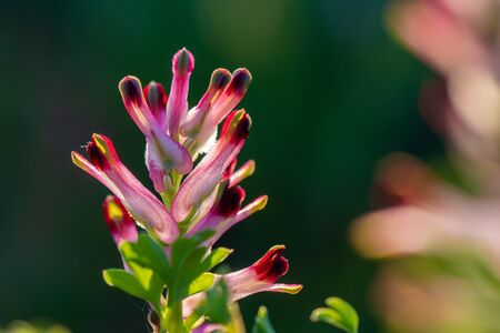 Fumaria officinalis (common fumitory, drug fumitory or earth smoke)の写真素材