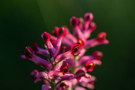 Fumaria officinalis (common fumitory, drug fumitory or earth smoke)の写真素材