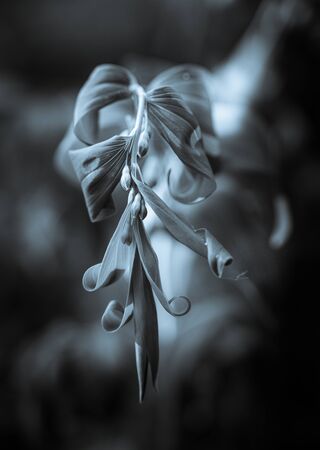 Polygonatum multiflorum fresh green spring flowersの写真素材