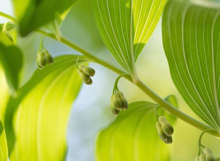 Polygonatum multiflorum fresh green spring flowersの写真素材