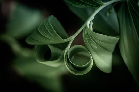Polygonatum multiflorum fresh green spring flowersの写真素材