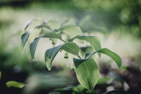 Polygonatum multiflorum fresh green spring flowerの写真素材