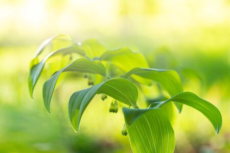 Polygonatum multiflorum fresh green spring flower