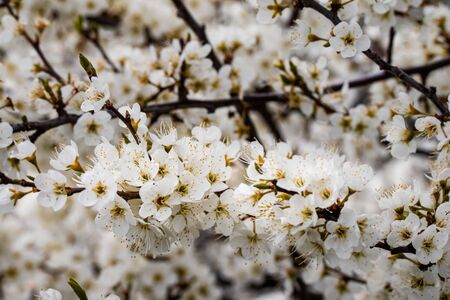 branch with appleblossom on appletree in spring