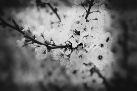 branch with appleblossom on appletree in springの写真素材