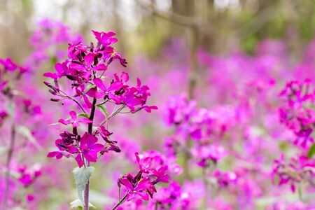 Annual Honesty lunaria annua flowersの写真素材