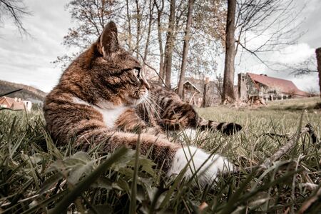 domestic cat in the gardensの写真素材