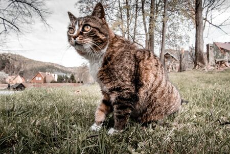 domestic cat in the gardensの写真素材