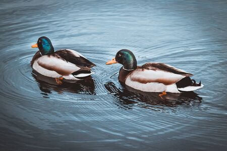 Birds and animals in wildlife concept. Amazing mallard duck swims in lake or river with blue waterの写真素材