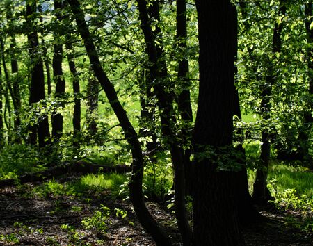 sunset in the german woodsの写真素材