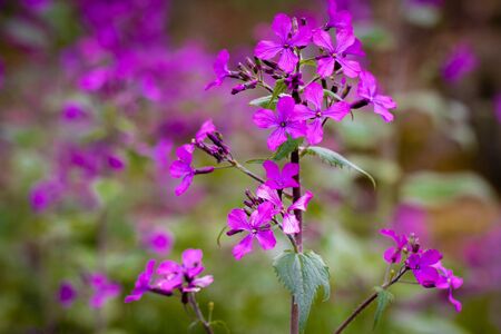 Annual Honesty lunaria annua flowersの写真素材