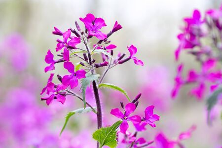 Annual Honesty lunaria annua flowersの写真素材
