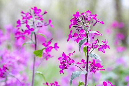 Annual Honesty lunaria annua flowersの写真素材