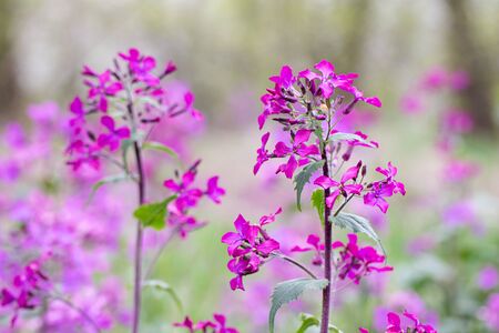 Annual Honesty lunaria annua flowersの写真素材