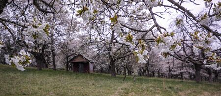 old ruined house between appletreeの写真素材