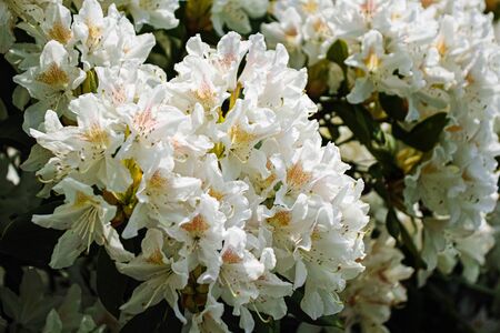 Rhododentron with bright shining white flowerの写真素材